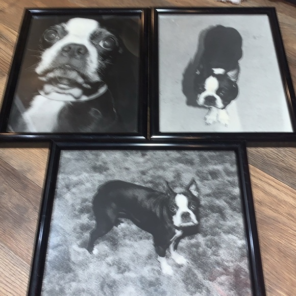 Set of 3 Professionally Framed Boston Terrier Gallery Wall Prints Vintage Photos - Picture 10 of 17